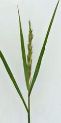 Echinochloa pyramidalis