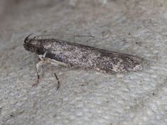 Battaristis pasadenae