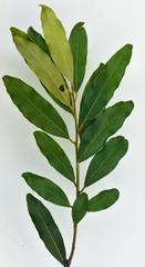 Euclea natalensis natalensis