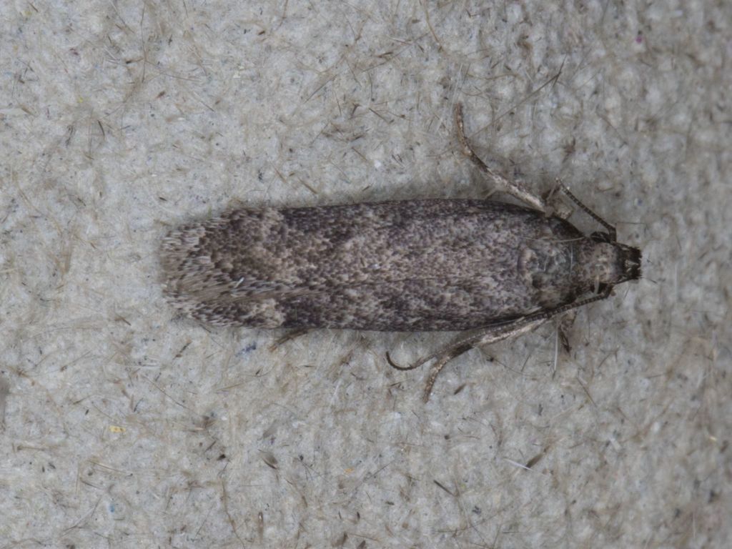 Battaristis pasadenae