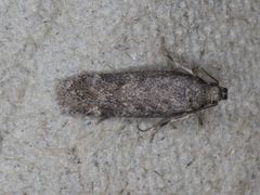 Battaristis pasadenae