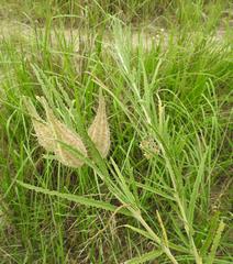 Gomphocarpus tomentosus tomentosus