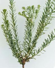 Helichrysum kraussii