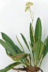 Helichrysum pallidum