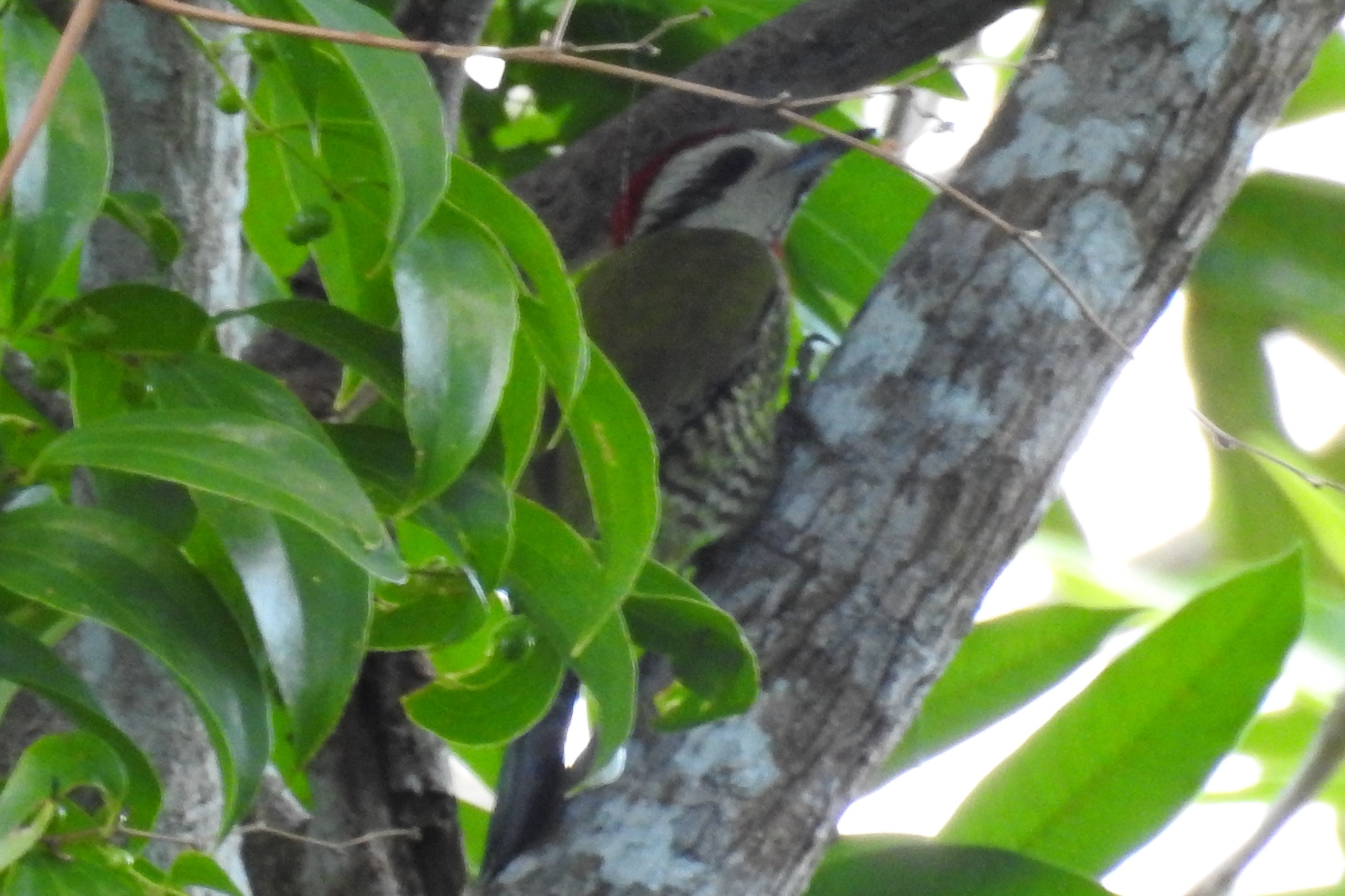 Cuban Green Woodpecker illustration