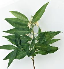 Kraussia floribunda