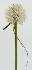 Cyperus cristatus