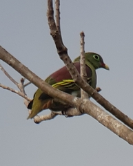 Treron curvirostra