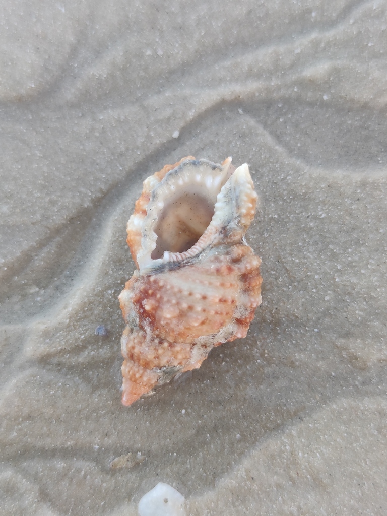 Granular Frog Shell