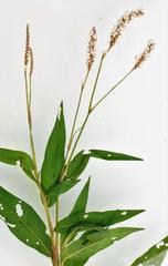 Persicaria madagascariensis