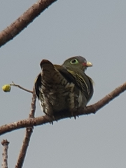 Treron curvirostra