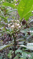 Psychotria lucidula