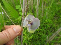Vigna vexillata angustifolia