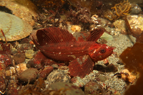 Little dragon sculpin (Blepsias cirrhosus) — Hemitripteridae