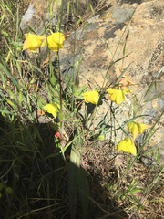 Calochortus pulchellus