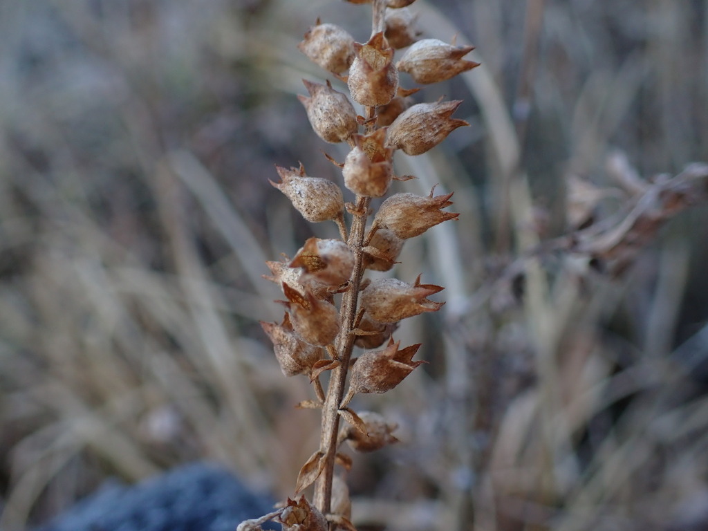 Physostegia parviflora; photograph (c) Chris Fluit, some rights reserved (CC BY)