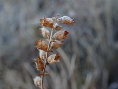 (c) Chris Fluit, some rights reserved (CC BY) Physostegia parviflora, photograph (c) Chris Fluit, some rights reserved (CC BY)