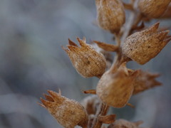 (c) Chris Fluit, some rights reserved (CC BY) Physostegia parviflora, photograph (c) Chris Fluit, some rights reserved (CC BY)