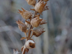 (c) Chris Fluit, some rights reserved (CC BY) Physostegia parviflora, photograph (c) Chris Fluit, some rights reserved (CC BY)