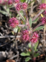 Chorizanthe douglasii