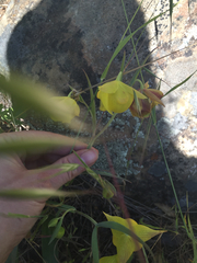 Calochortus pulchellus