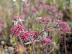 Chorizanthe douglasii