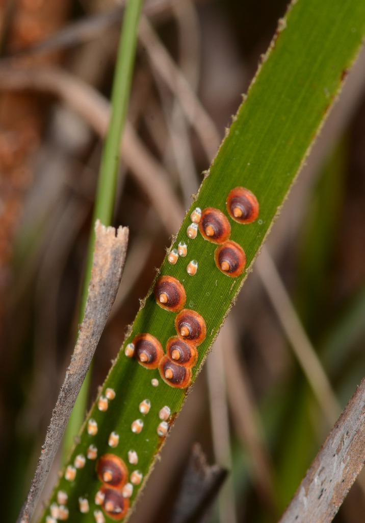 Furcaspidinae