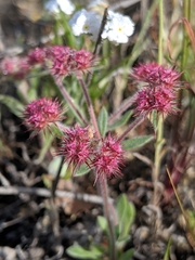 Chorizanthe douglasii