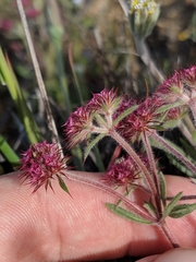 Chorizanthe douglasii