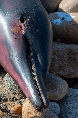 Common Dolphin photographed in Rhode Island