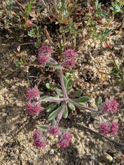 Chorizanthe douglasii