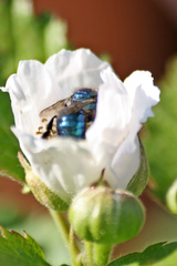 Osmia ribifloris ribifloris