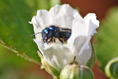 Osmia ribifloris ribifloris