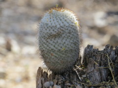 Mammillaria dixanthocentron