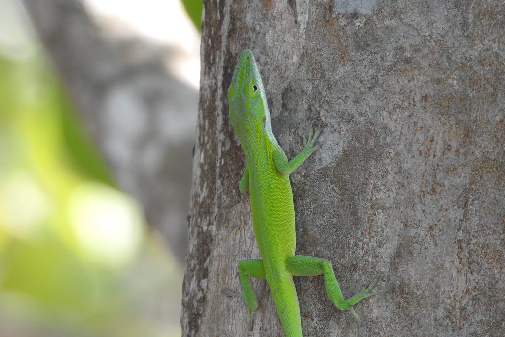 Cuban Green Anole From Cienaga De Zapata, Cuba On December 6, 2023 At 