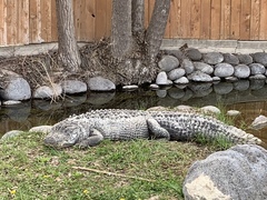 Alligator