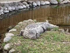 Alligator