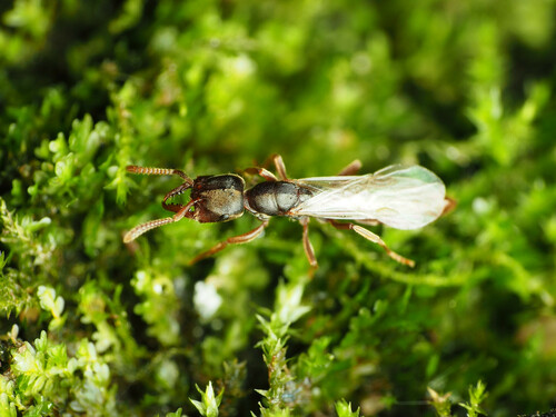 Eastern Dracula Ant photo 6