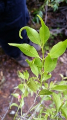 Symphonia microphylla