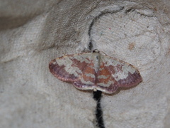 Idaea vacillata