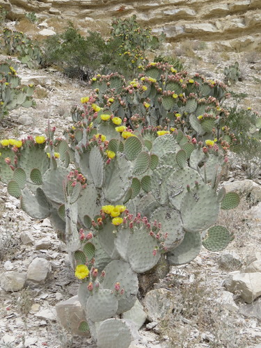 Blind Pricklypear