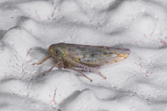 Neoaliturus tenellus