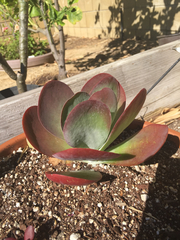 Kalanchoe luciae