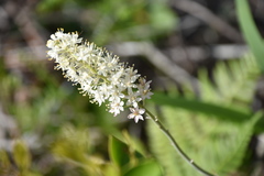 Stenanthium densum