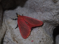 Arctioblepsis rubida
