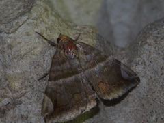 Buzara onelia