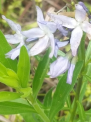 Amsonia ciliata texana
