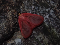 Arctioblepsis rubida