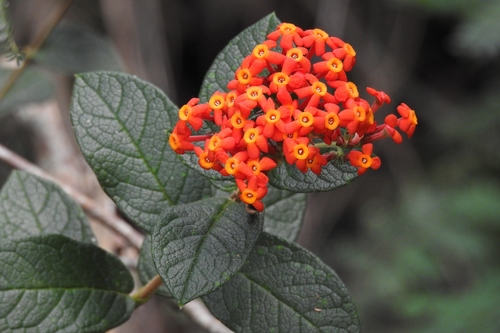 Rondeletia odorata
