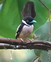 Eurylaimus ochromalus